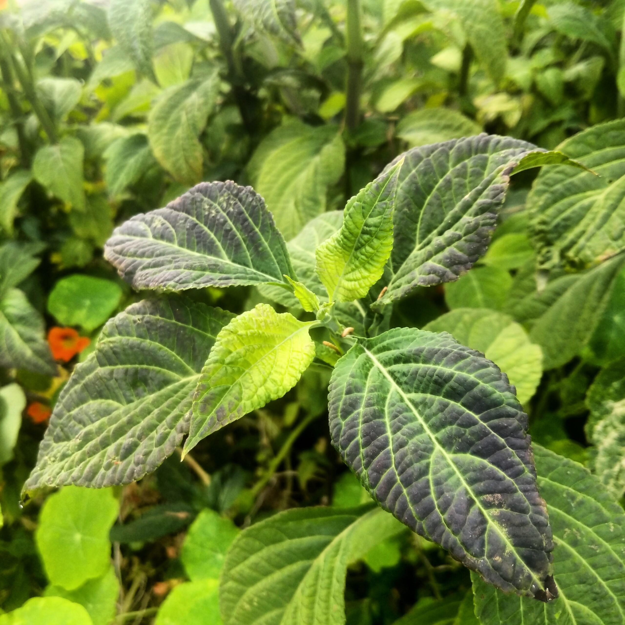 buy salvia divinorum extracts