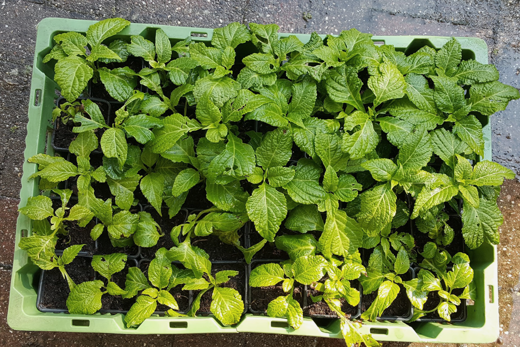 Salvia divinorum 100x extract