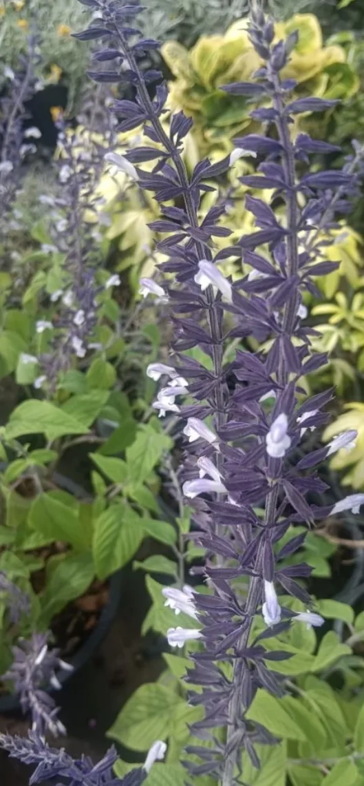 buy salvia seeds