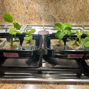 salvia divinorum cuttings