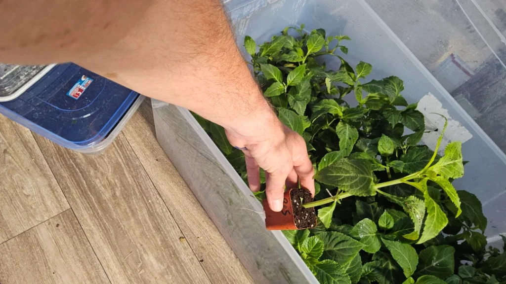buy salvia-divinorum-plants-for-sale