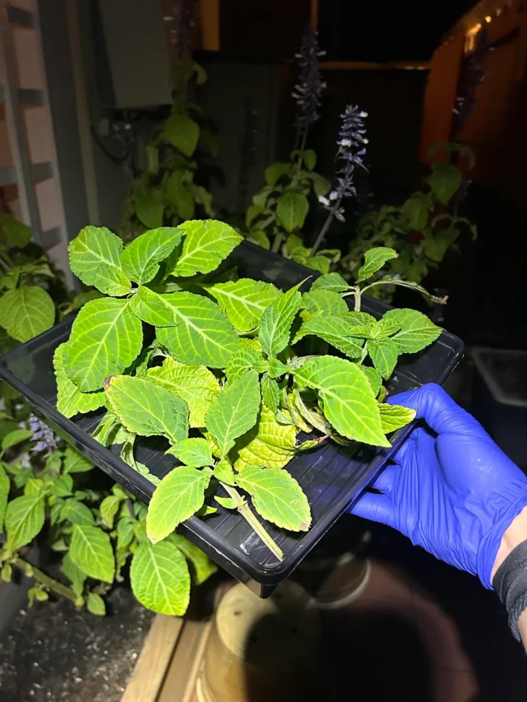 salvia divinorum extracts