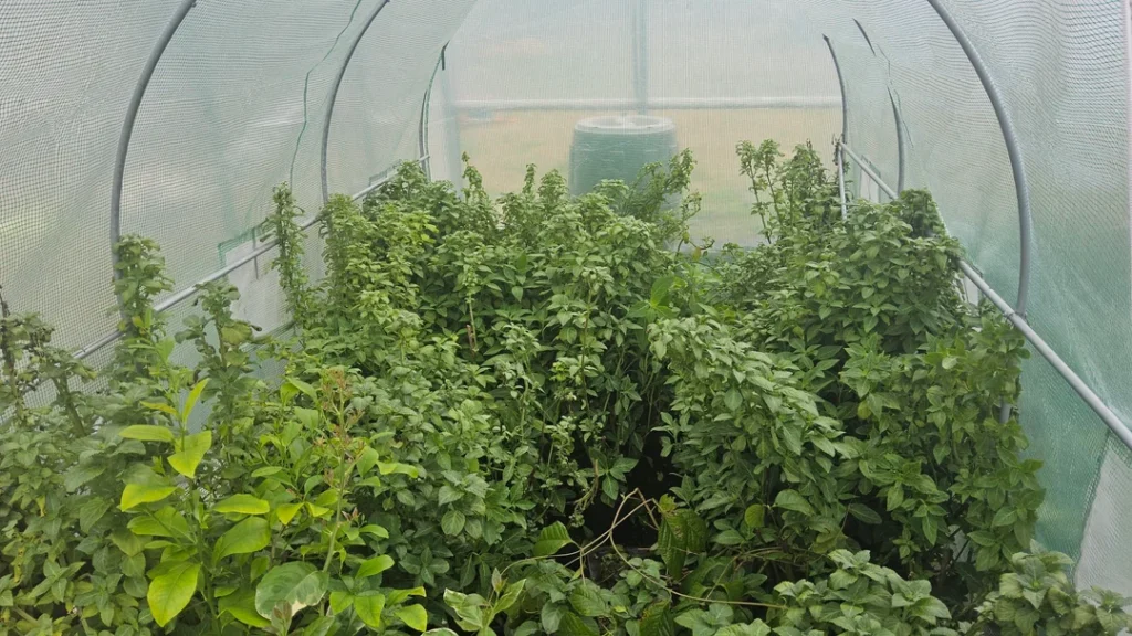 Smoke Salvia Divinorum